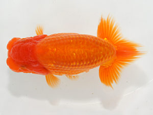 紀州らんちゅう同好会　西取締　石橋厚二　尾鷲市