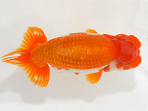 紀州らんちゅう同好会　東大関　赤井席夫　紀宝町