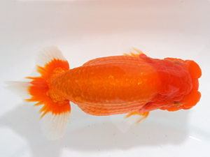 紀州らんちゅう同好会　西大関　牧　敬剛　新宮市