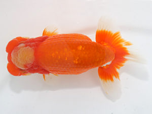 紀州らんちゅう同好会　立行司　植松　啓　新宮市