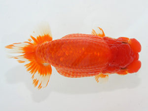 紀州らんちゅう同好会　東取締　辻　敏秋　那智勝浦町