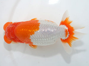 紀州らんちゅう同好会　東大関　木之下邦義　御浜町