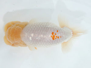 紀州らんちゅう同好会　西大関　伏木寿一　御坊市