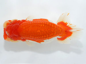 紀州らんちゅう同好会　立行司　山本高大　新宮市