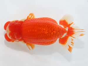 紀州らんちゅう同好会　東取締　辻　敏秋　那智勝浦町