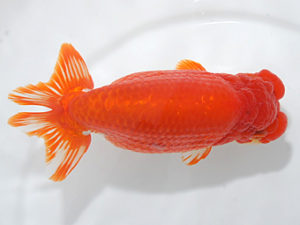 紀州らんちゅう同好会　西取締　濱田英明　那智勝浦町