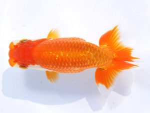 好鱗会 東大関 森相 優 好鱗会 東大関 森相 優