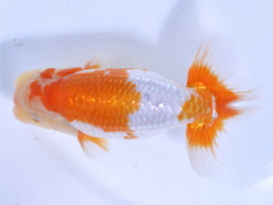 好鱗会 勧進元一 丸山克昌 好鱗会 勧進元一 丸山克昌