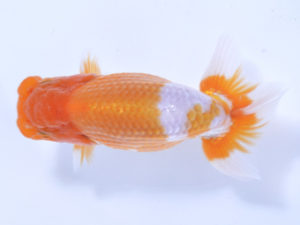 好鱗会 勧進元二 西尾治善 好鱗会 勧進元二 西尾治善