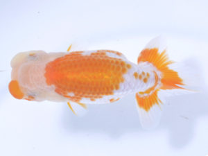 好鱗会 行司一 太田和良幸 好鱗会 行司一 太田和良幸