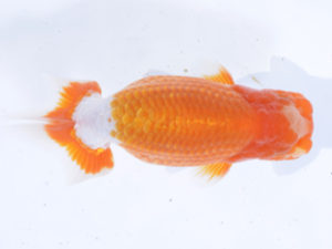 好鱗会 行司二 高橋節夫 好鱗会 行司二 高橋節夫