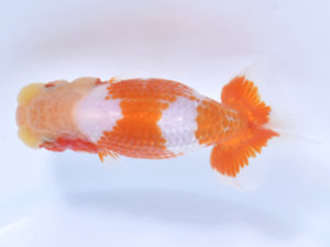 好鱗会 行司三 小山高弘 好鱗会 行司三 小山高弘