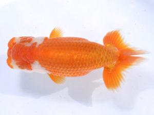 好鱗会 脇行司一 太田和良幸 好鱗会 脇行司一 太田和良幸