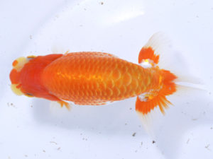 好鱗会 脇行司二 森相 優 好鱗会 脇行司二 森相 優