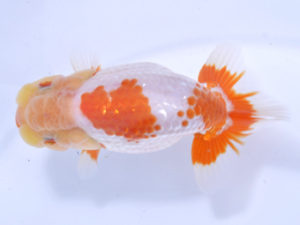 好鱗会 西大関 坪井 昇 好鱗会 西大関 坪井 昇