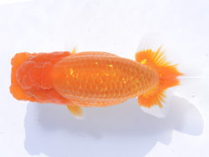 好鱗会 立行司 佐藤治美 好鱗会 立行司 佐藤治美