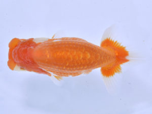 好鱗会 取締一 田家 淳 好鱗会 取締一 田家 淳