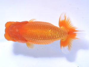 好鱗会 取締二 佐藤治美 好鱗会 取締二 佐藤治美