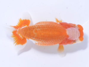 好鱗会 東関脇 宮下昌美 好鱗会 東関脇 宮下昌美