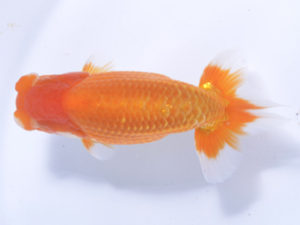 好鱗会 西関脇 丸山克昌 好鱗会 西関脇 丸山克昌