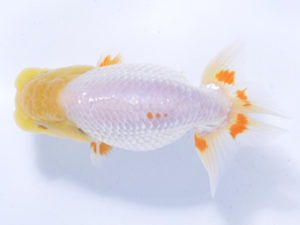 好鱗会 東小結 新倉健次 好鱗会 東小結 新倉健次