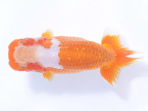 好鱗会 西小結 佐野 勝 好鱗会 西小結 佐野 勝