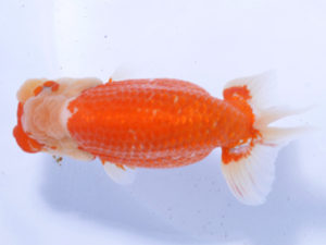 好鱗会 東大関 高橋節夫 好鱗会 東大関 高橋節夫