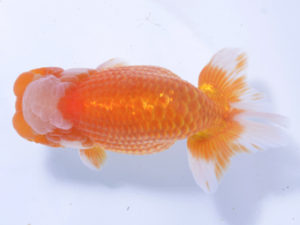 好鱗会 西大関 飯田栄一 好鱗会 西大関 飯田栄一