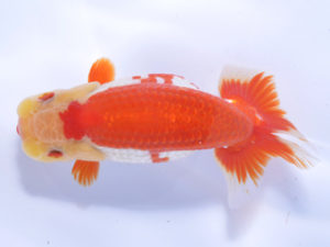 好鱗会 立行司 須田友一郎 好鱗会 立行司 須田友一郎