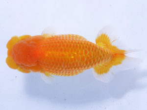 好鱗会 取締二 細江元久 好鱗会 取締二 細江元久