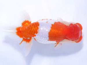 好鱗会 西大関 新倉健次 好鱗会 西大関 新倉健次