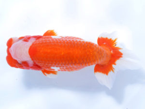 好鱗会 立行司 飯田栄一 好鱗会 立行司 飯田栄一