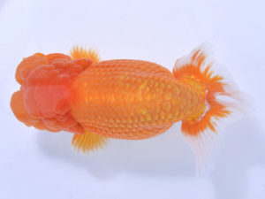 好鱗会 取締一 小山高弘 好鱗会 取締一 小山高弘