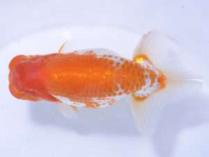 好鱗会 取締二 新倉健次 好鱗会 取締二 新倉健次