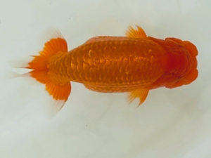 名古屋金魚愛好会　西大関　森下勝司（常滑市）