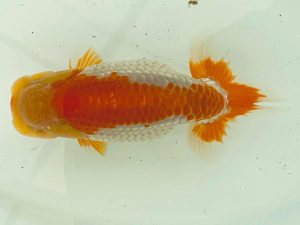 名古屋金魚愛好会　立行司　高津晴彦（岐阜市）