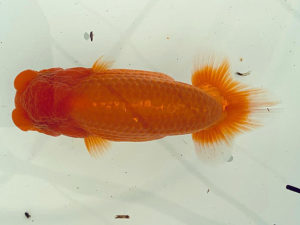 名古屋金魚愛好会　東取締　池内芳尚（刈谷市）