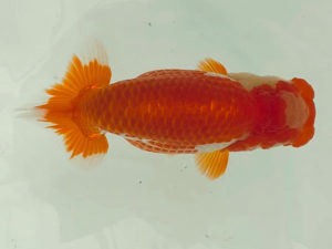 名古屋金魚愛好会　西取締　古川賢二（安城市）