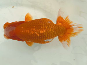 名古屋金魚愛好会　東大関　高坂春英（名古屋市）