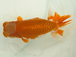 名古屋金魚愛好会　西大関　高津晴彦（岐阜市）