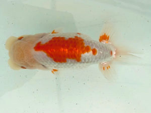 名古屋金魚愛好会　立行司　吉野喜代太（碧南市）