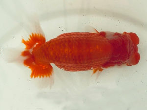 名古屋金魚愛好会　東取締　井上　達（半田市）