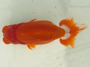 名古屋金魚愛好会　西取締　都築正典（常滑市）