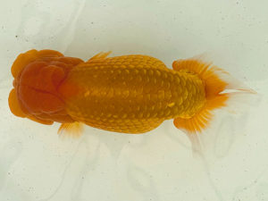 名古屋金魚愛好会　西大関　片山喜代治（常滑市