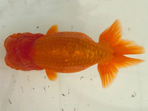 名古屋金魚愛好会　立行司　片山喜代治（常滑市