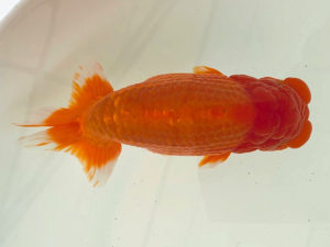 名古屋金魚愛好会　東取締　宇野正志（長久手市）