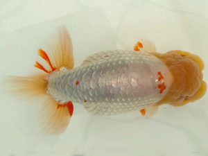 名古屋金魚愛好会　西取締　風岡和憲（名古屋市）