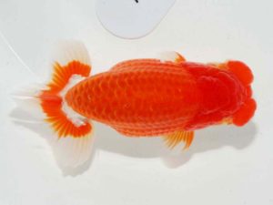 第64回日らん　東大関　秋元和男　千葉