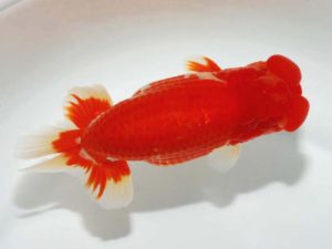 第64回日らん 勧進元二　石原成見　熊本