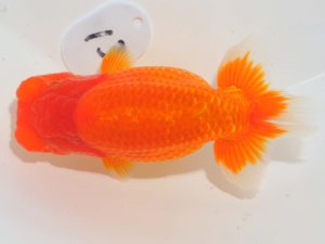 第64回日らん 行司二　山鷲元気　和歌山